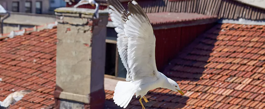 Residential Chimney Animal Removal Solution in Glen Burnie, MD